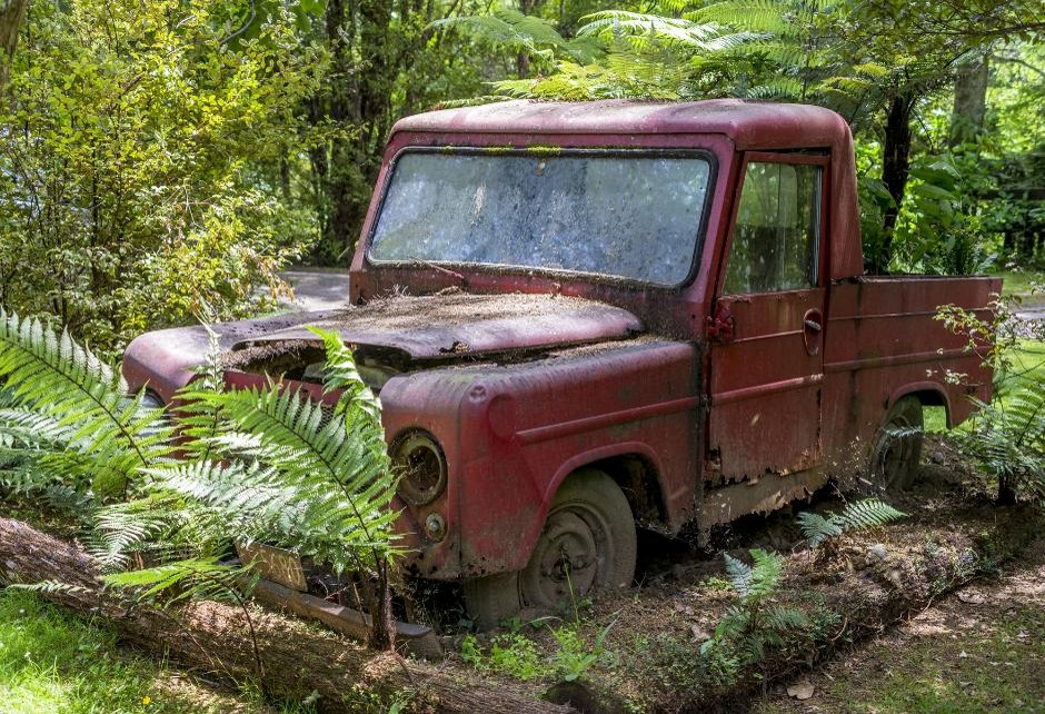 Old abandoned pickup truck surrounded by vegetation, illustrating a vehicle that is ready to be prepared for recycling.